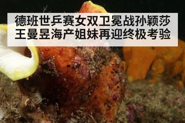 德班世乒赛女双卫冕战孙颖莎王曼昱海产姐妹再迎终极考验