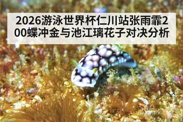 2026游泳世界杯仁川站张雨霏200蝶冲金与池江璃花子对决分析